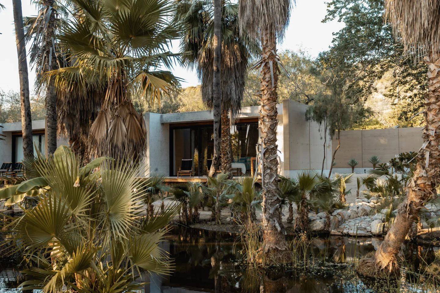 Modern house surrounded by palm trees and a pond in a garden.